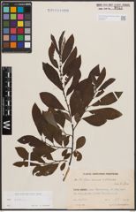 Foto von Salix cinerea L.